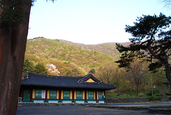 아! 봄색이 좋다. 연두색 옷감에 수를 놓은 듯 군데군데 피어난 봄꽃들이 잘 어울린다. 다홍치마에 연두 빛 저고리를 입은 듯 청순하기만 한 이런 색감의 봄 산하를 요사채는 배경으로 둘렀다. 